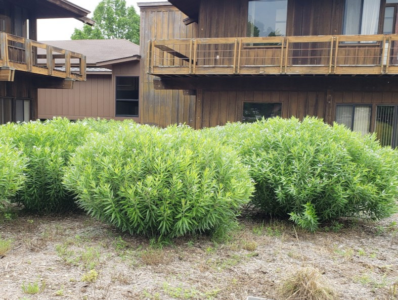 Missouri Wildflowers Nursery