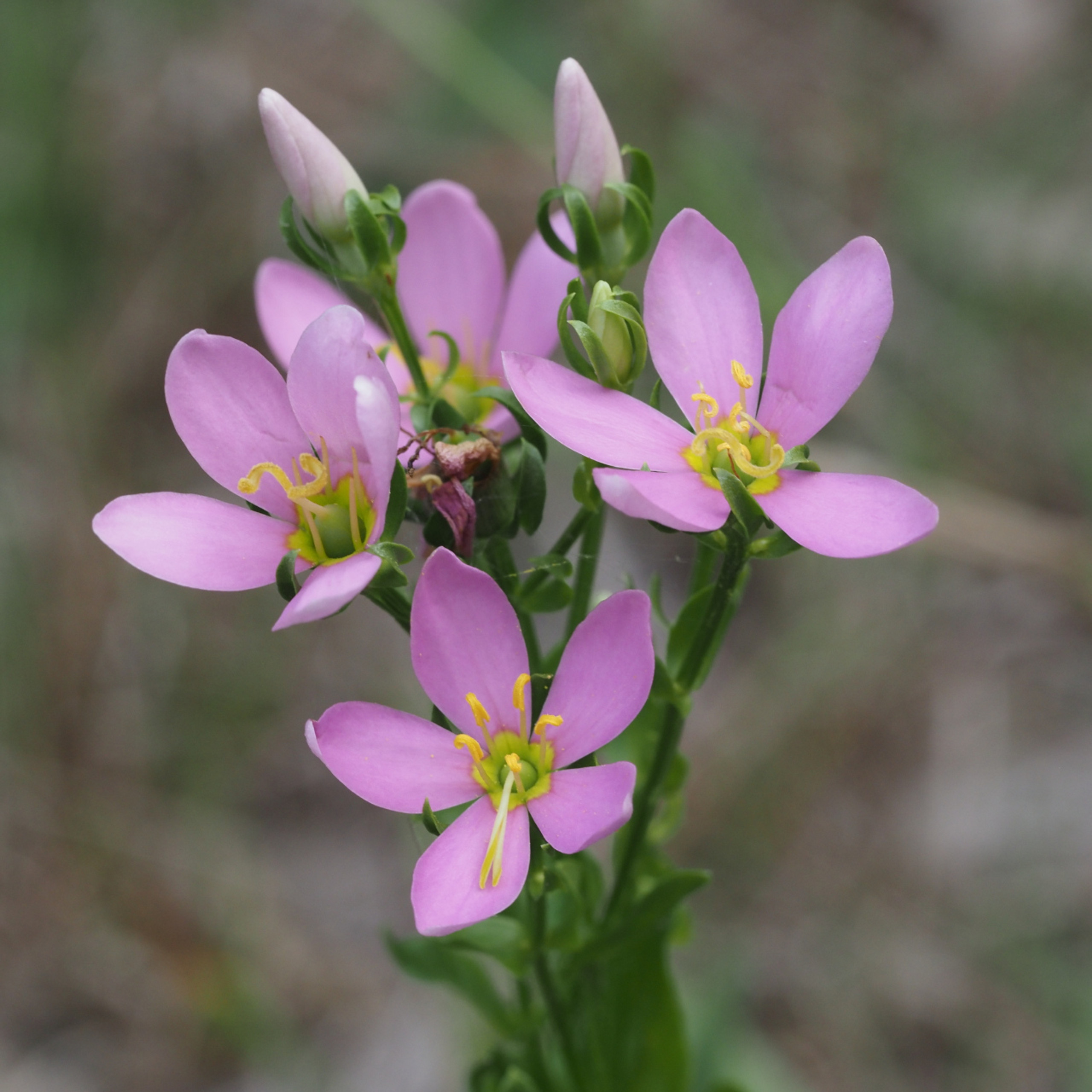 Missouri Wildflowers Nursery