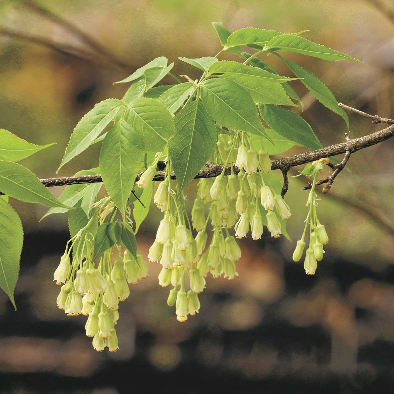 Missouri Wildflowers Nursery