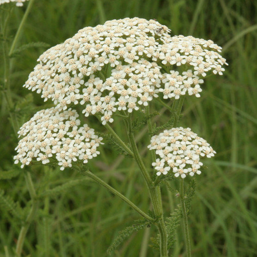 Achillea millefolium, Yarrow