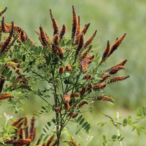 Amorpha fruticosa, Indigo bush