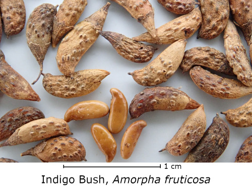 Amorpha fruticosa seed
