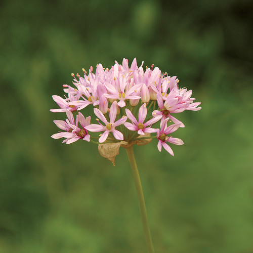Allium tricoccum (Wild Leek)