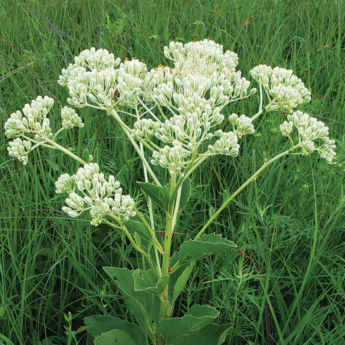 Arnoglossum plantagineum, Indian plantain