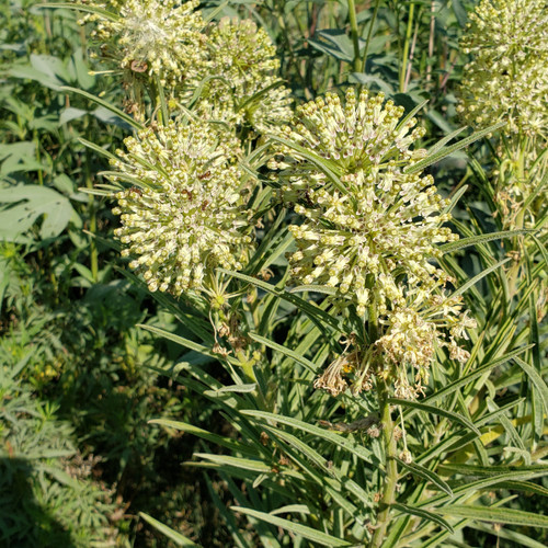 Asclepias hirtella, Tall green milkweed