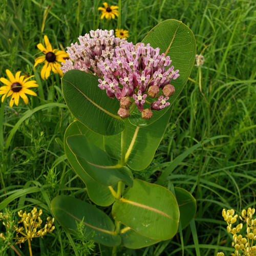 Asclepias sullivantii, Prairie milkweed