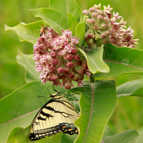 Asclepias syriaca, Common milkweed