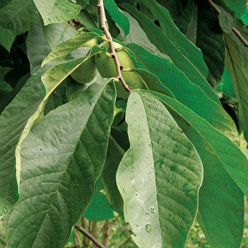 Asimina triloba, pawpaw