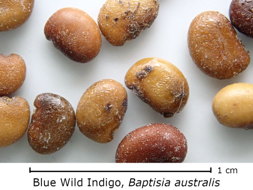 Baptisia australis seed Baptisia australis seed