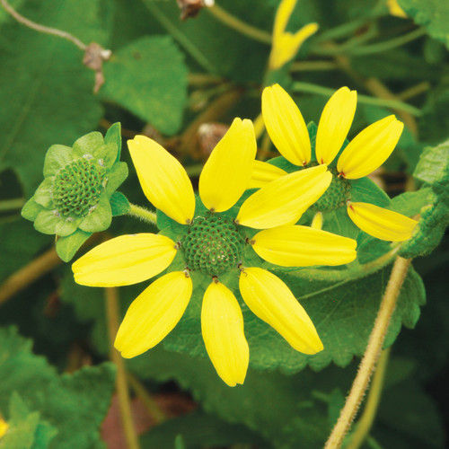 Berlandiera texana, Texas green eyes