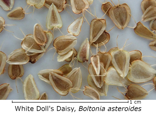 Boltonia asteroides seed