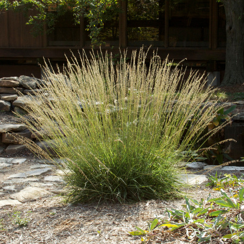 Bouteloua curtipendula, Sideoats grama