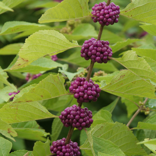 Callicarpa americana, American beautyberry