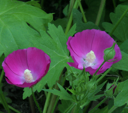 Callirhoe bushii, Bush's poppy mallow