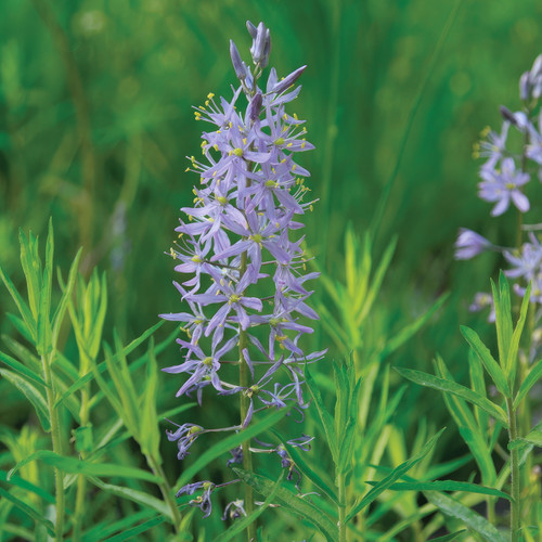 Camassia angusta, Prairie Camas