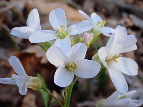 Cardamine concatenata, Cutleaf toothwort