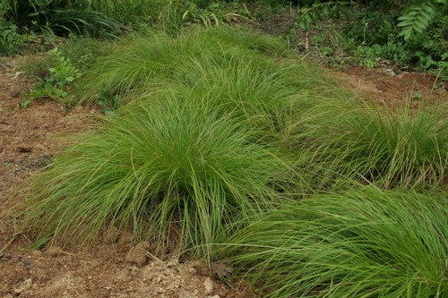 Carex albicans, Oak sedge