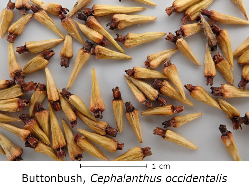 Cephalanthus occidentalis seed
