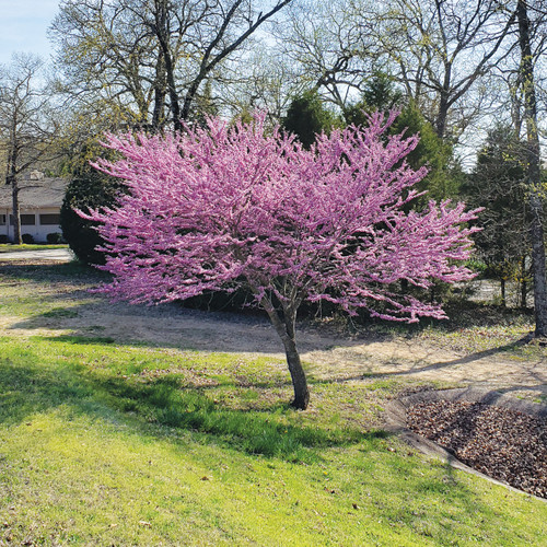 Cercis canadensis, Eastern redbud