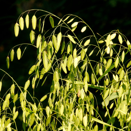 Chasmanthium latifolium, River oats