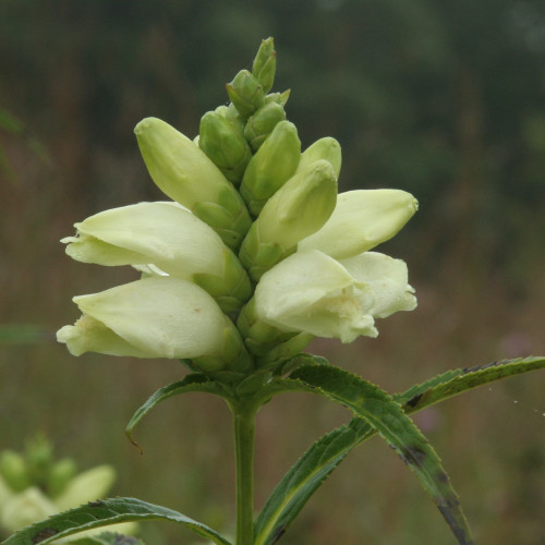 Chelone glabra, White turtlehead