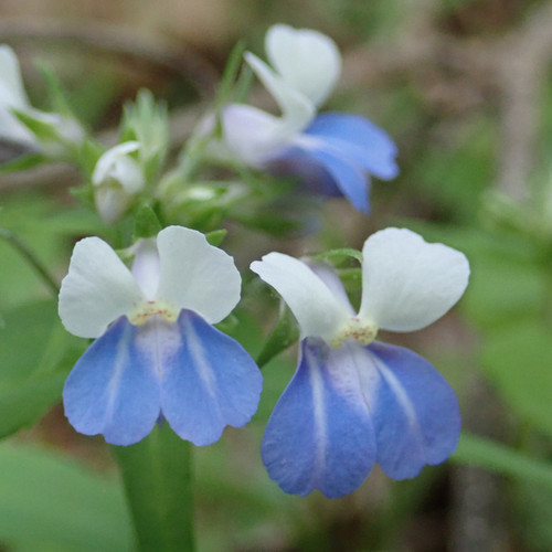 Collinsia verna, Blue-eyed Mary