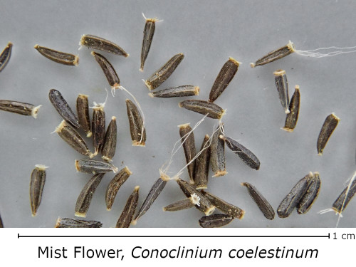 Conoclinium coelestinum seed