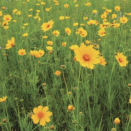 Coreopsis grandiflora, Large-flowered coreopsis