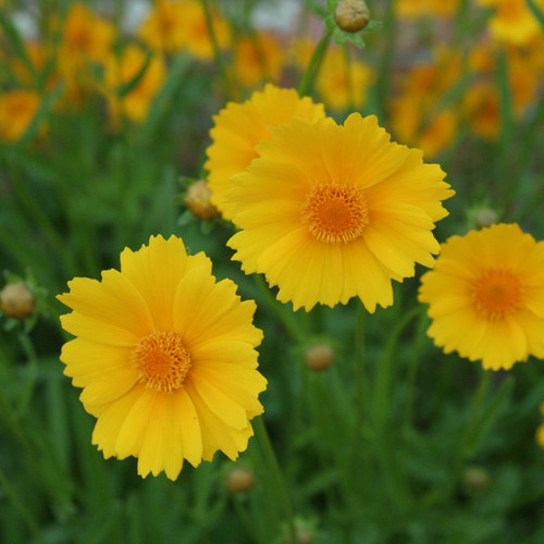 Coreopsis lanceolata, Lanceleaf coreopsis