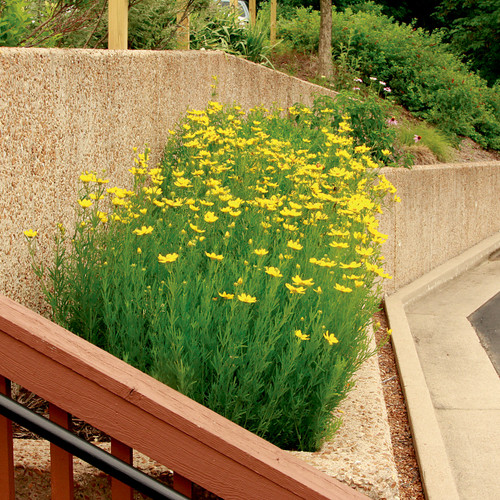 Coreopsis palmata, Prairie coreopsis