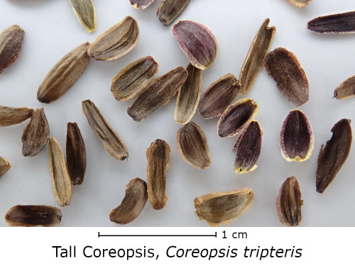 Coreopsis tripteris seed