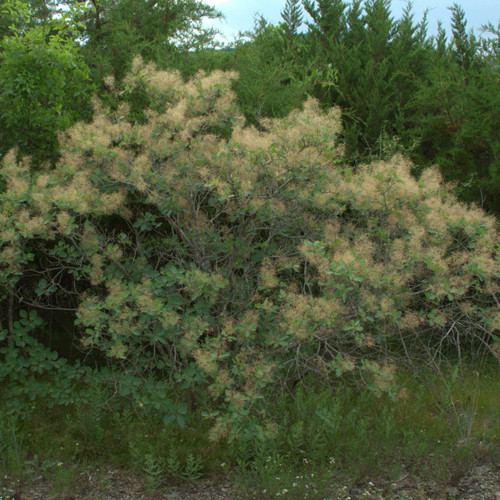 Cotinus obovatus, American smoke tree