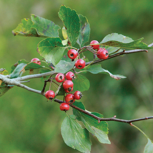 Crataegus viridis, Green hawthorn