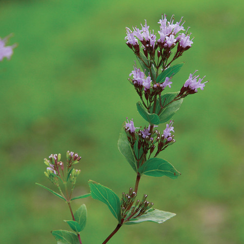 Cunila origanoides (Dittany)