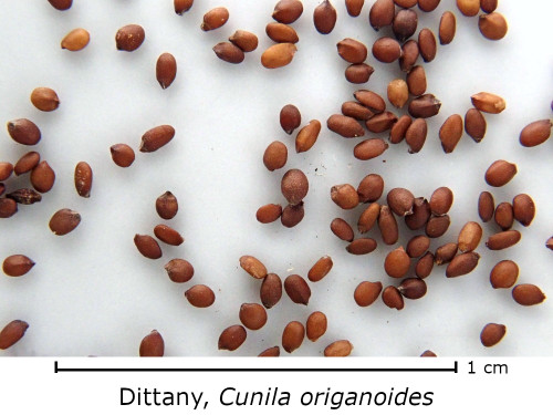Cunila origanoides seed
