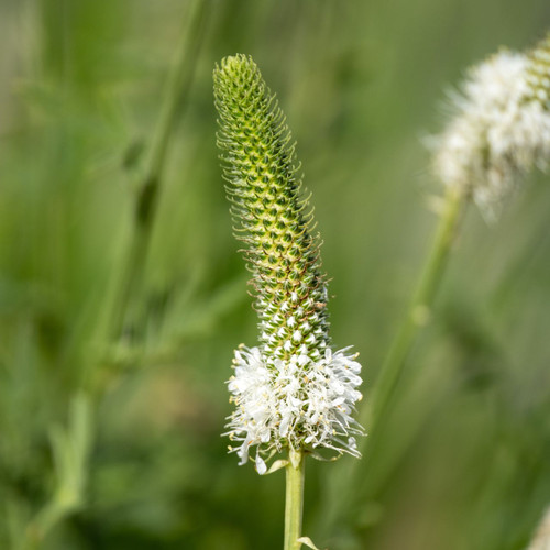 Dalea candida (White Prairie Clover)