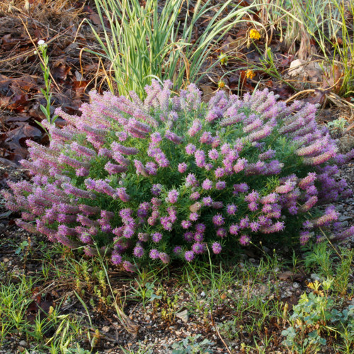 Dalea gattingeri