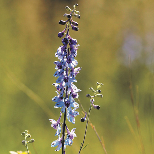 Delphinium carolinianum, prairie larkspur