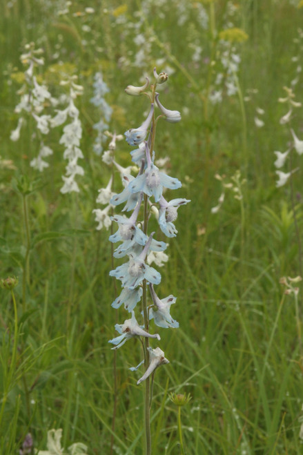 Delphinium carolinianum, prairie larkspur