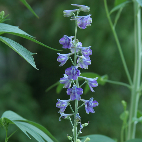 Delphinium exaltatum, Tall larkspur