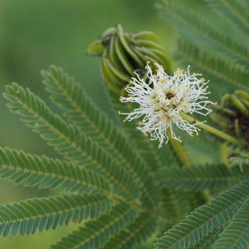 Desmanthus illinoensis (Illinois Bundleflower)