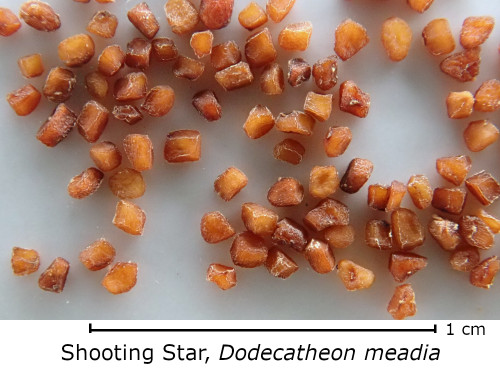 Dodecatheon meadia (Shooting Star) seed