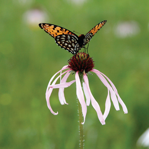 Echinacea pallida (Pale Purple Coneflower)