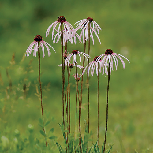Echinacea pallida
Pale purple coneflower