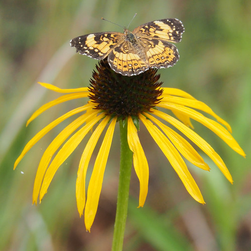 Echinacea paradoxa  (Yellow Coneflower)