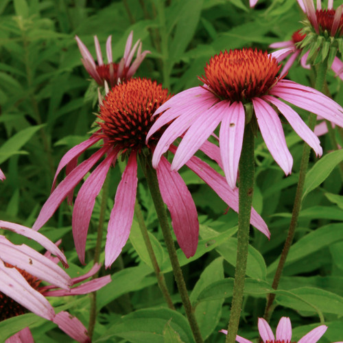 Echinacea purpurea (Purple Coneflower)