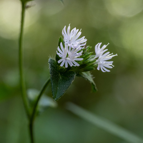 Elephantopus carolinianus (Carolina Elephant's Foot)