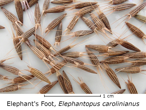 Elephantopus carolinianus (Carolina Elephant's Foot) seed