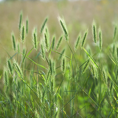 Elymus virginicus, Virginia wild rye