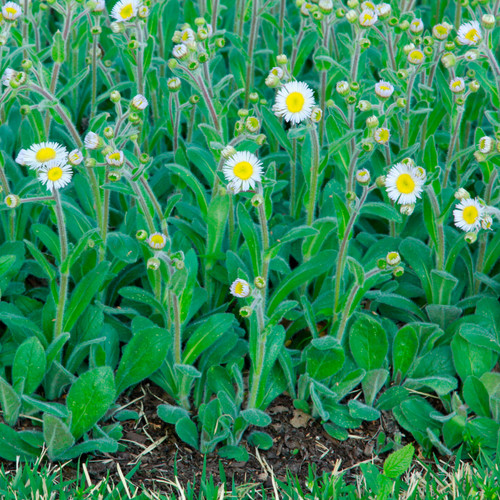 Erigeron pulchellus, Robin's plantain